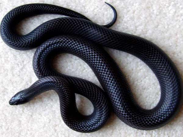 Chiêm bao thấy rắn đen nên đánh đề con bao nhiêu?