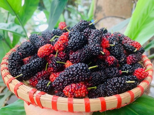 Nằm mơ thấy quả dâu tằm Nằm mơ thấy quả dâu tằm