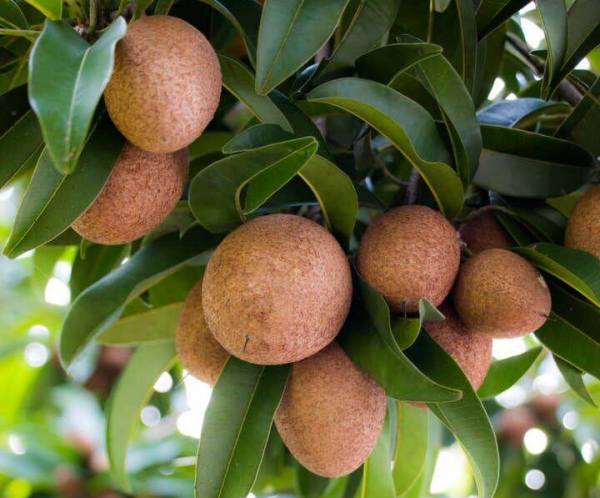 Mơ thấy quả hồng xiêm Mơ thấy quả hồng xiêm
