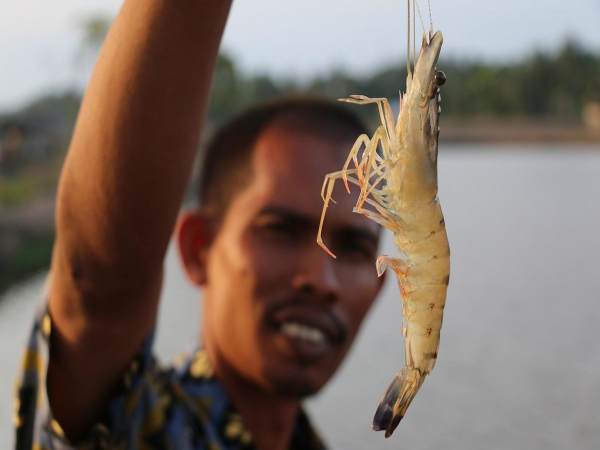 Nằm mơ thấy bắt tôm Nằm mơ thấy bắt tôm